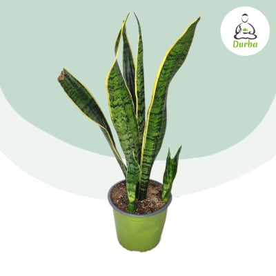 Sansevieria Laurentii