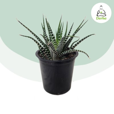 Hawortia (Cebra)