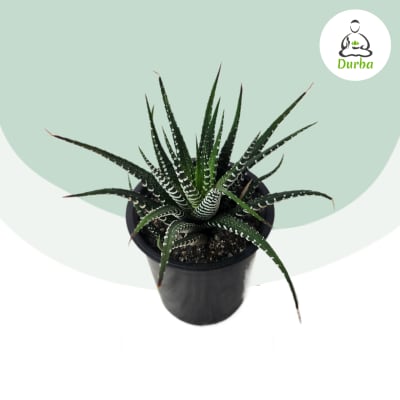 Hawortia (Cebra)