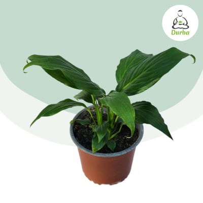 Spathiphyllum