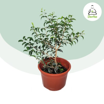 Ficus Enano