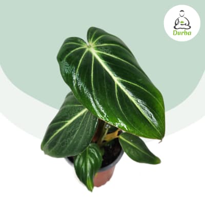 Philodendron Gloriosum