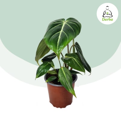 Philodendron Gloriosum
