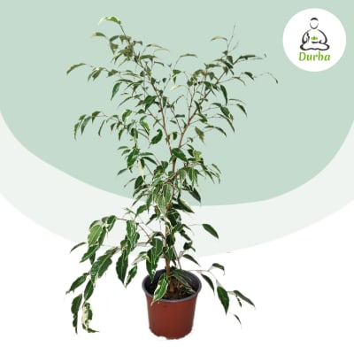 Ficus Benjamina Variegad Verde y Crema