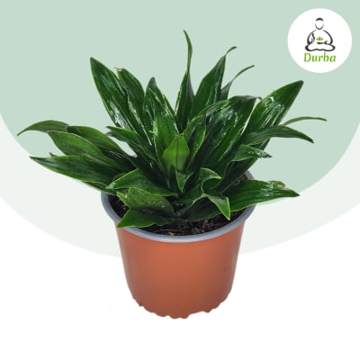 Dracena Janet Craig