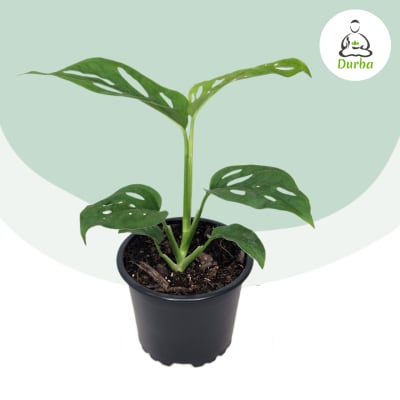 Monstera Adansonii