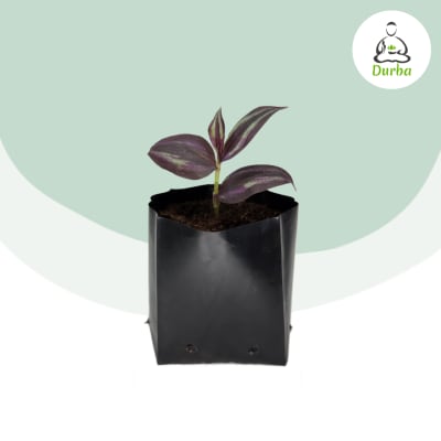 Bolsa para plantas 15x15 cm