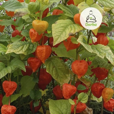 Physalis (Linterna China)