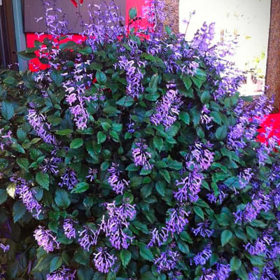 Plectranthus Mona Lisa
