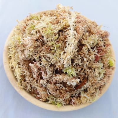 Musgo Sphagnum