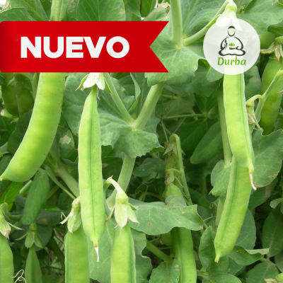 Poroto Verde