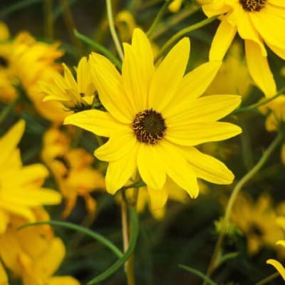 Maravilla Maximilian Perenne