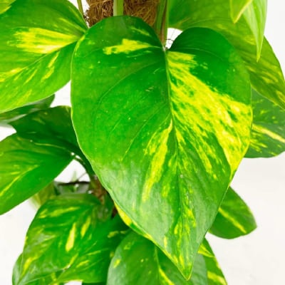 Scindapsus Golden