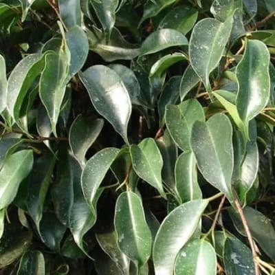 Ficus Benjamina Negro Maceta N°21