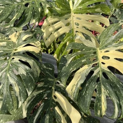 Monstera Thai Constellation