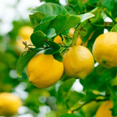 Limon Eureka Frost