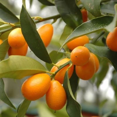 Kumquat