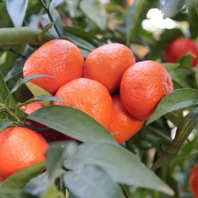 Mandariano Clementina