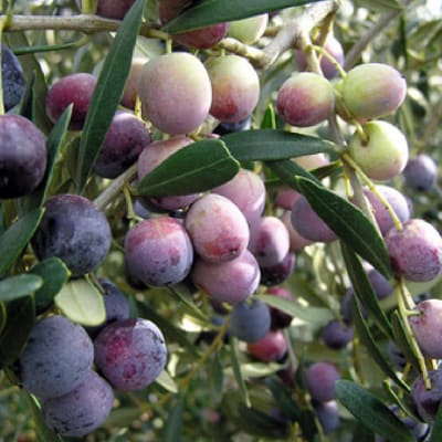 Olivo Arbequina