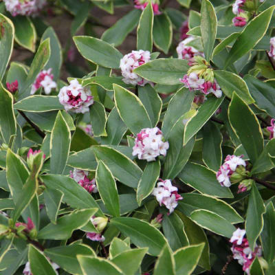 Daphne