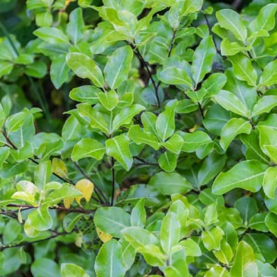 Pitospurus Nigricans