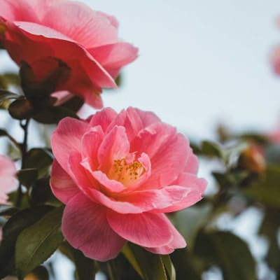 Camelia