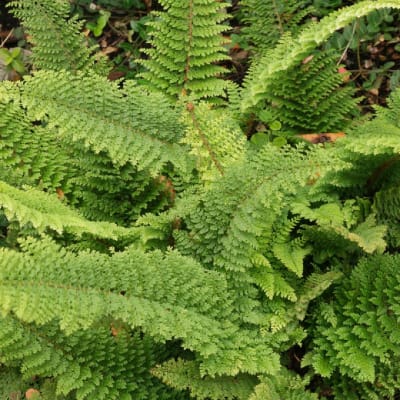 Helecho Polystichum