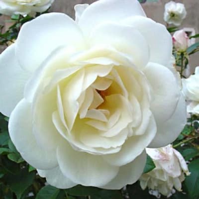 Rosa Botonera Blanca