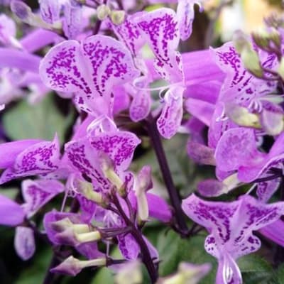 Plectranthus Mona Lisa