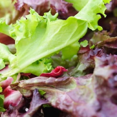 Mezcla de Lechugas Baby