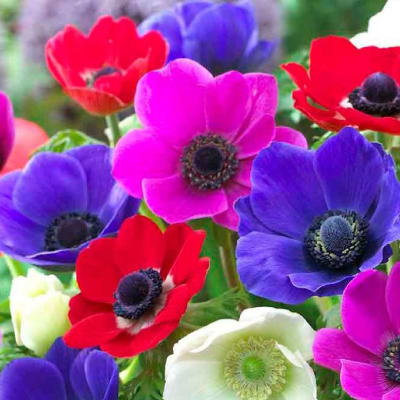Anemone