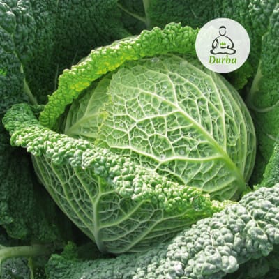 Repollo Crespo Milán