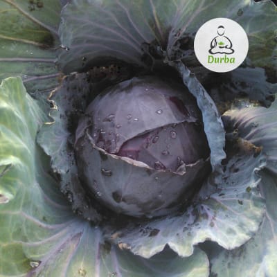 Repollo Morado