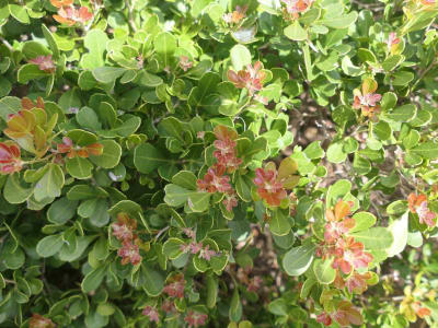 Rhus Crenata