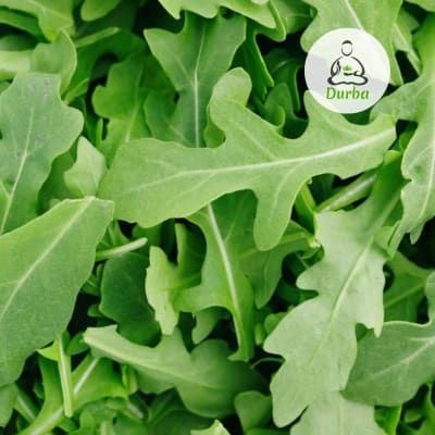 Rúcula cultivada