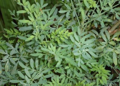 Ruda Planta