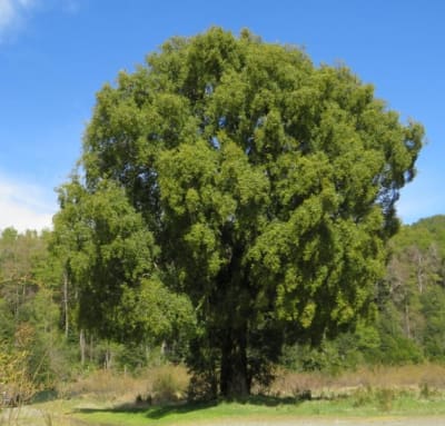 Maitén (árbol)