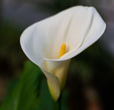 Cala Blanca Gigante