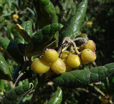 Boldo - Arbol