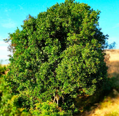Boldo - Arbol