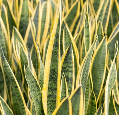 Sansevieria Laurentii