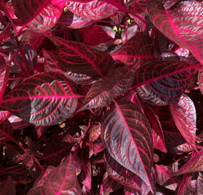 Iresine Hoja de Sangre