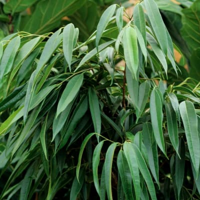 Ficus Ali