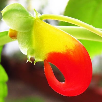 Flor de Tucán