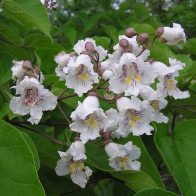 Catalpa Bignonioides