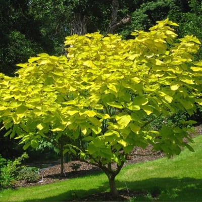 Catalpa Bignonioides
