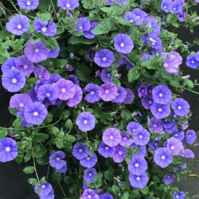 Convolvulus Sabatius