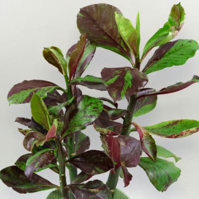 Gomero Indio (Euphorbia Umbellata)