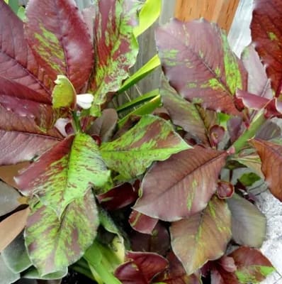 Gomero Indio (Euphorbia Umbellata)
