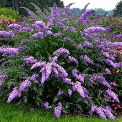 Buddleja Davidii